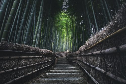 Bamboo Uphill Stairs Pathway- 1000x666px - No Edit